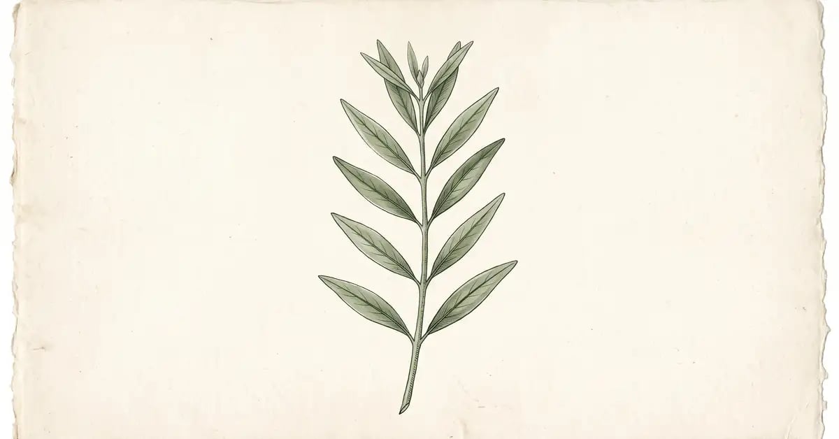 Ein gemalter botanischer Zweig mit paarigen Blättern in Salbeigrün auf cremefarbenem Papier